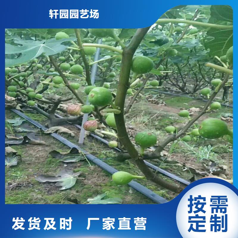 无花果-苹果苗品牌大厂家