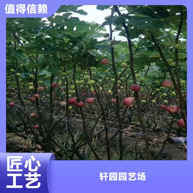 无花果北美冬青一手货源源头厂家