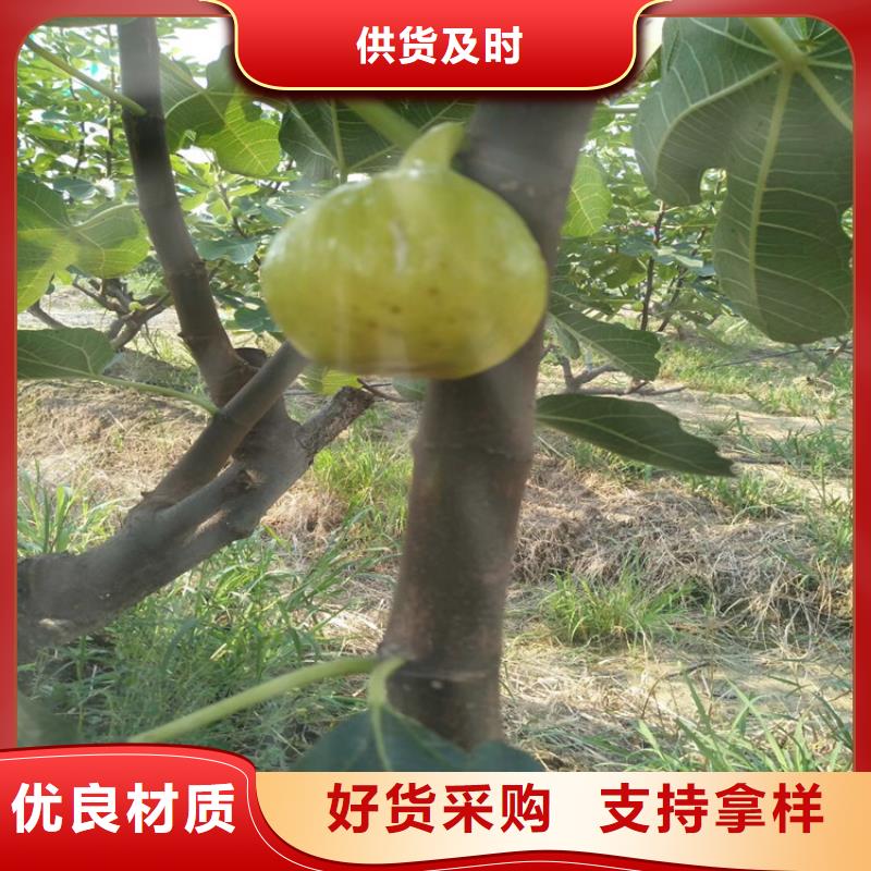 无花果【苹果苗】满足客户所需