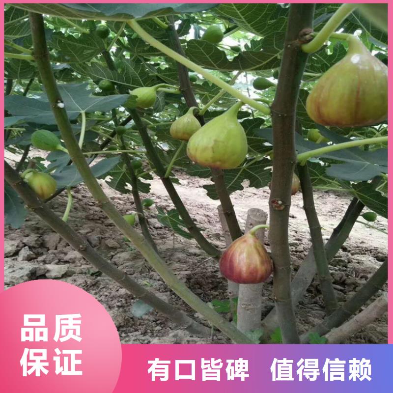 无花果桃树苗专业生产设备