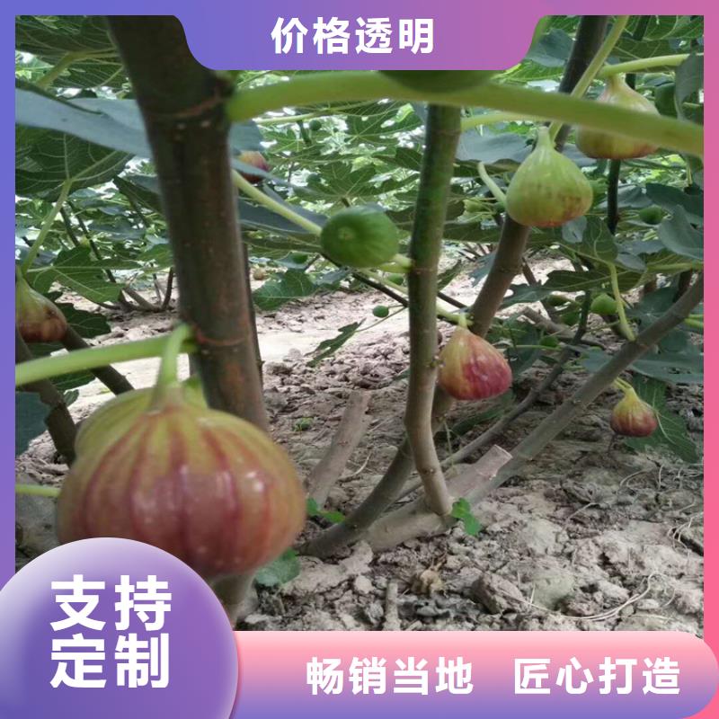 【无花果北美冬青专业完善售后】