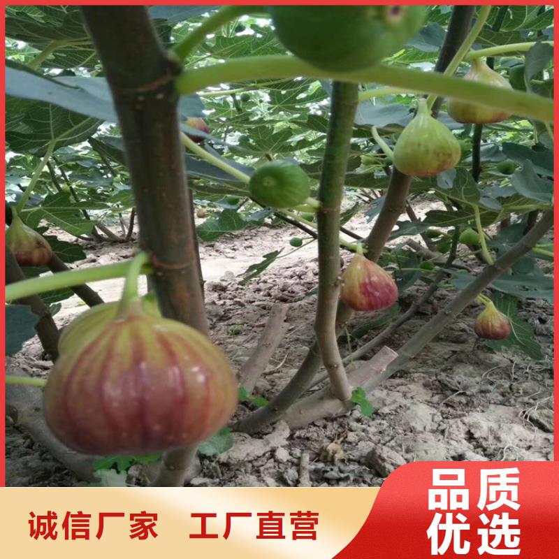 无花果【樱桃苗】量少也做