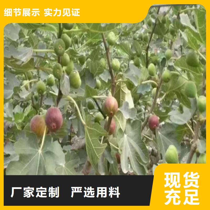 无花果【苹果苗】满足客户所需