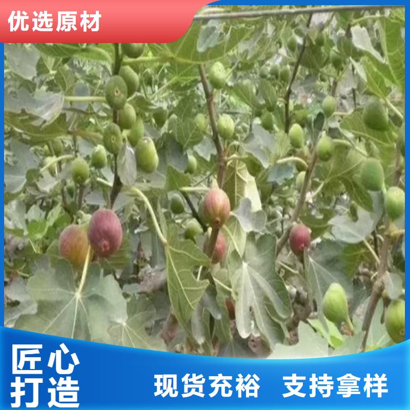 无花果_苹果苗厂诚信经营