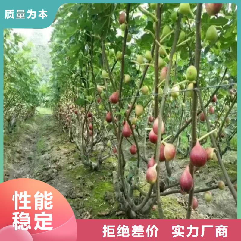 无花果【樱桃苗】好货直销