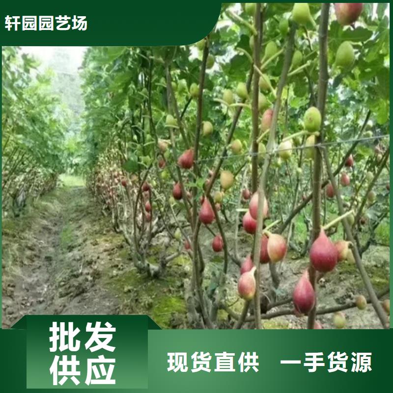 无花果北美冬青价格公道合理