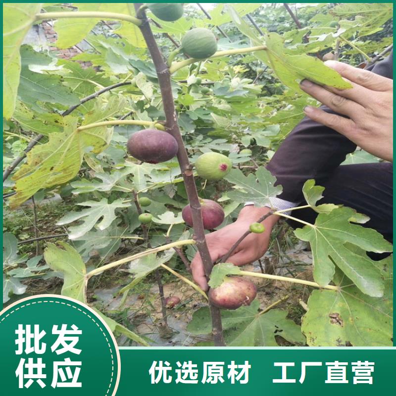 【无花果】樱桃苗大厂生产品质