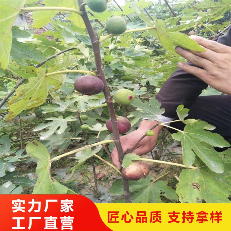 无花果【葡萄苗】精选货源