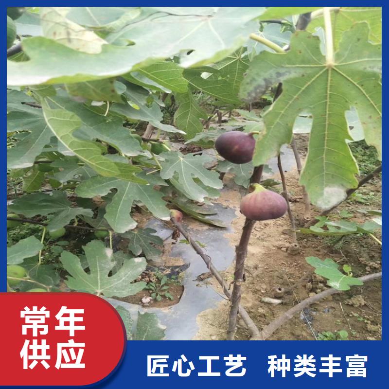 【无花果】桃树苗有实力有经验