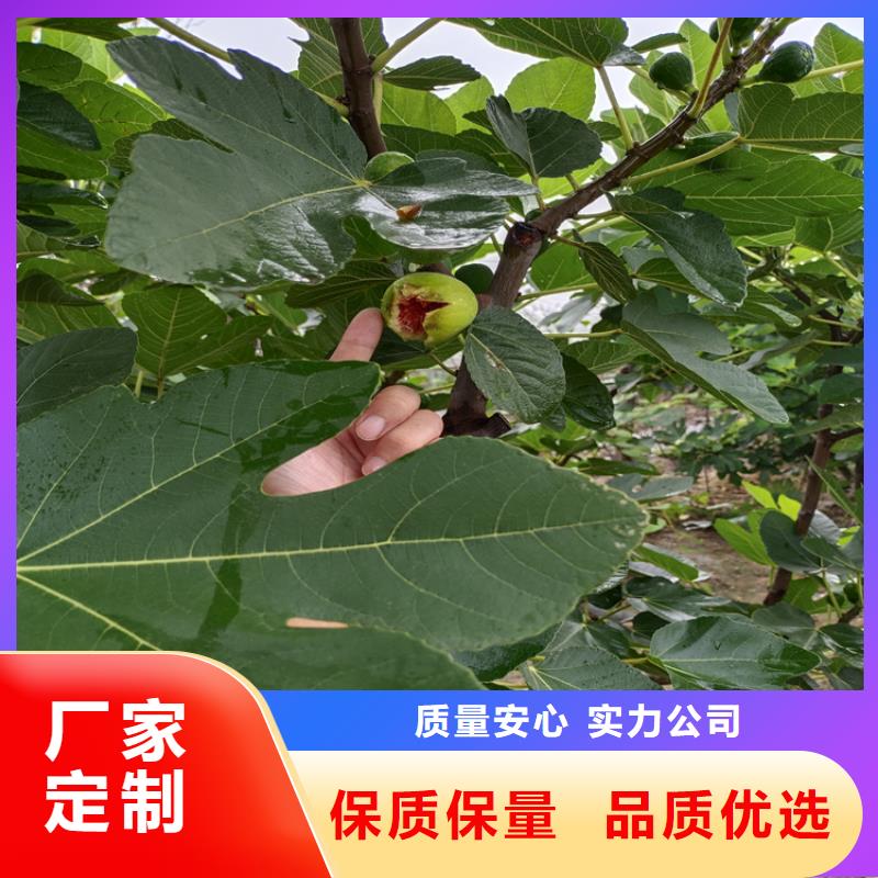 无花果苹果苗丰富的行业经验