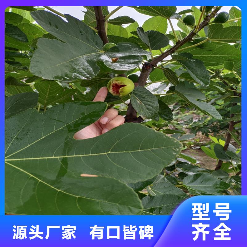 无花果,苹果苗厂家售后完善