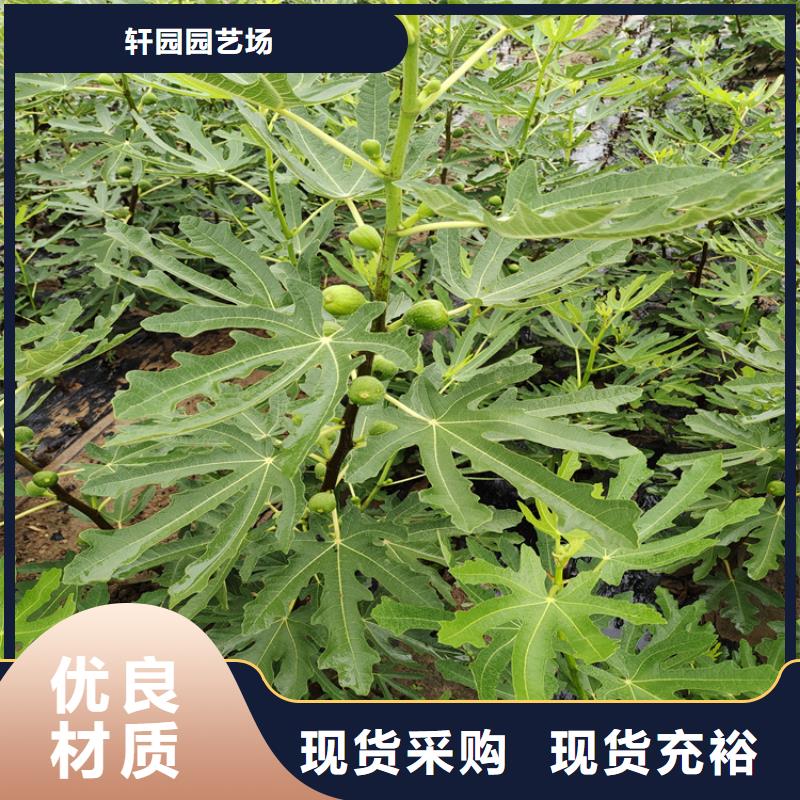 无花果杏树苗注重细节