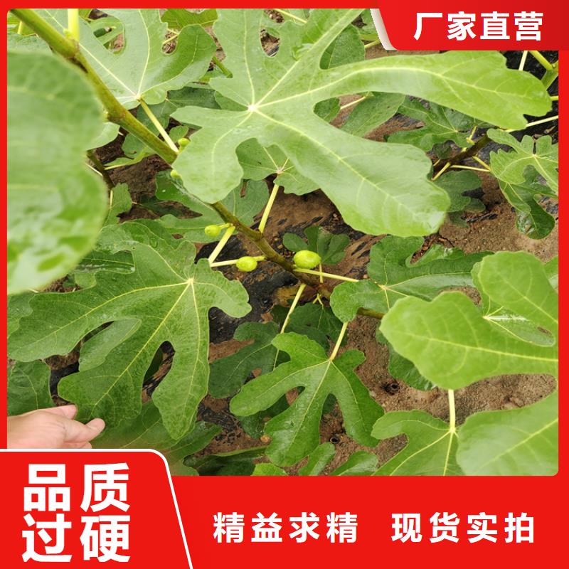 无花果苹果苗丰富的行业经验