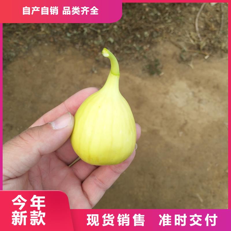 无花果无花果苗值得买