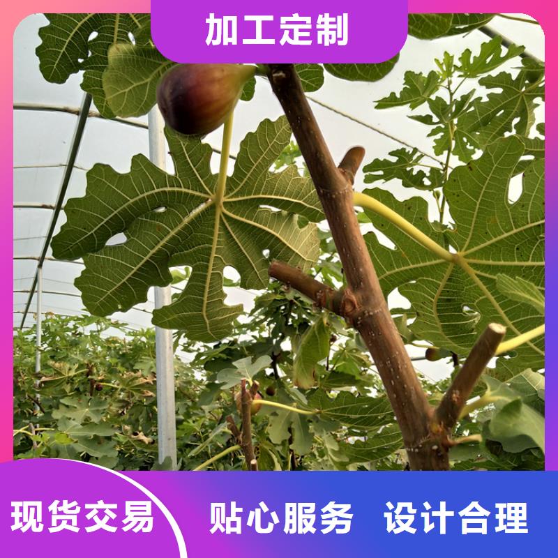 【无花果草莓苗用心提升细节】