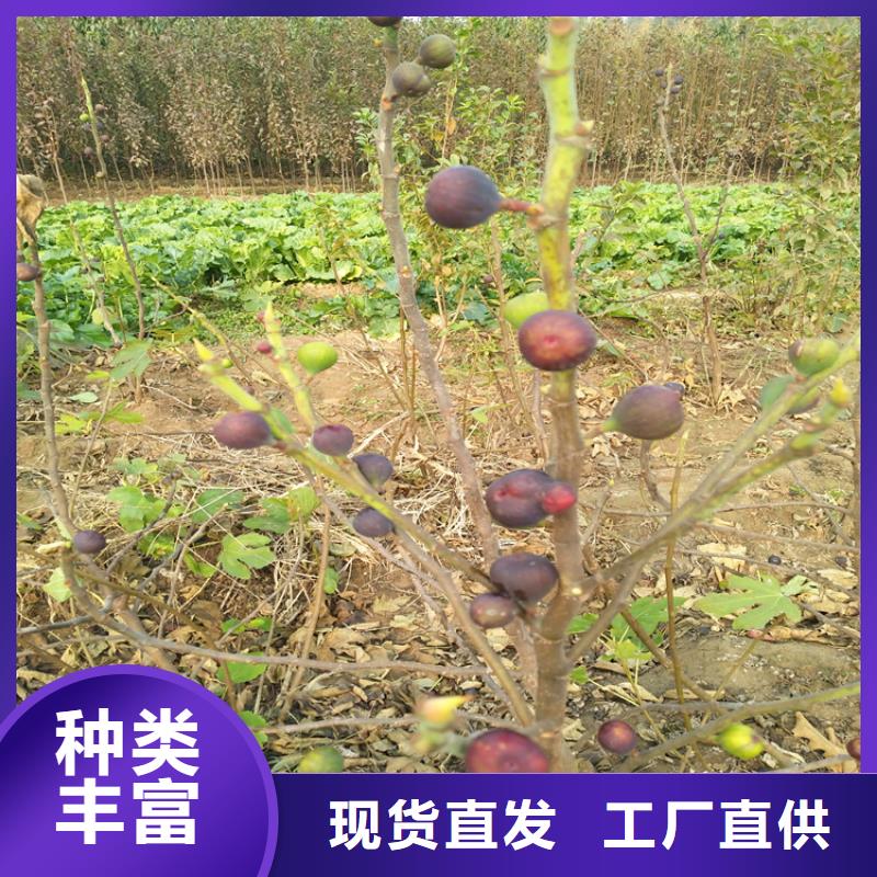 无花果,苹果苗厂家售后完善