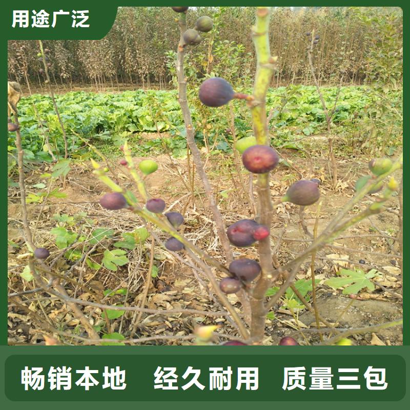 无花果杏树苗注重细节