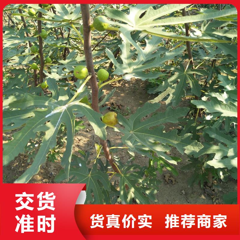 无花果北美冬青价格公道合理