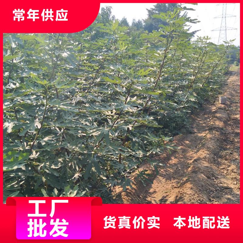 无花果石榴树出厂严格质检