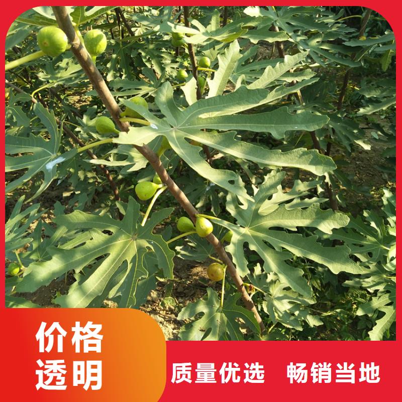 【无花果草莓苗用心提升细节】