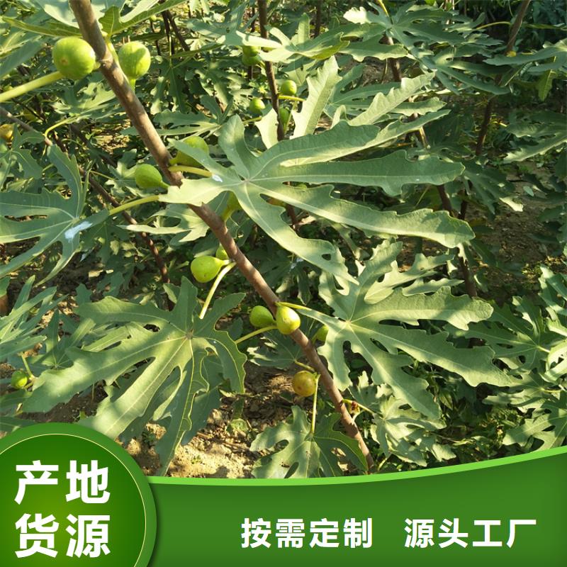 无花果樱桃苗敢与同行比价格