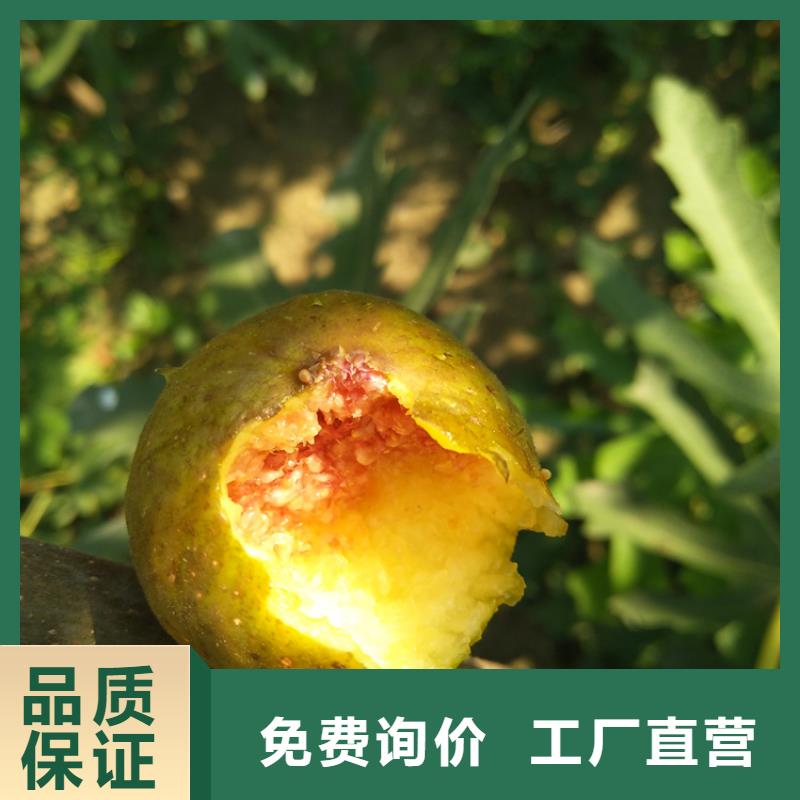 【无花果苹果苗大厂家实力看得见】