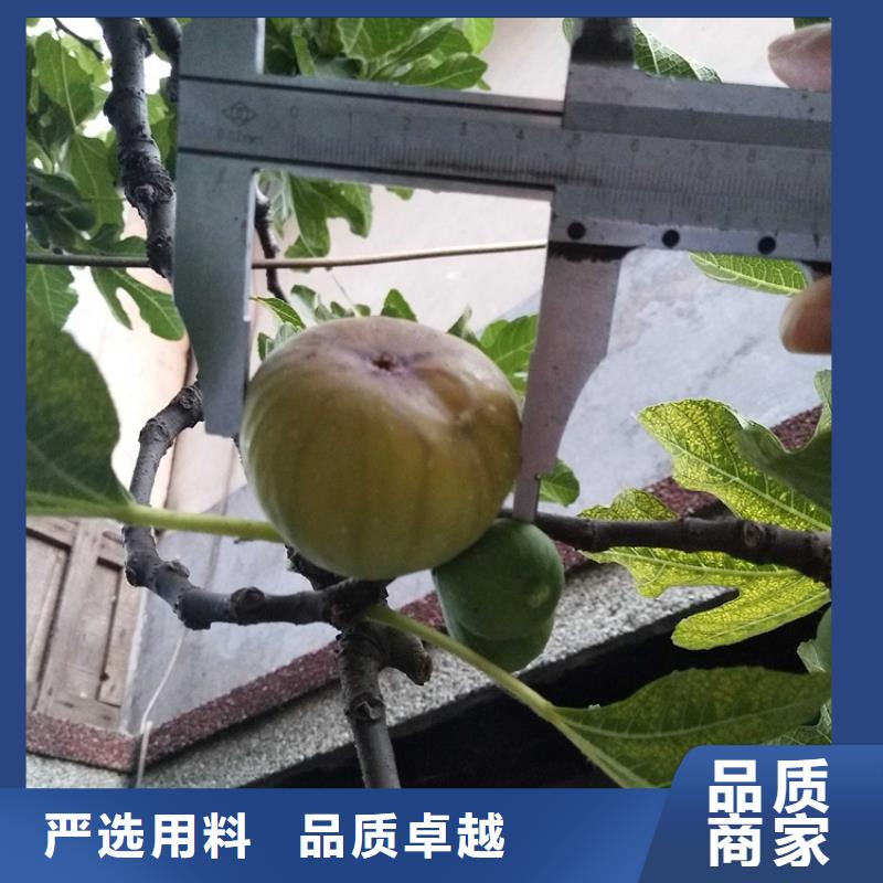 无花果北美冬青一手货源源头厂家