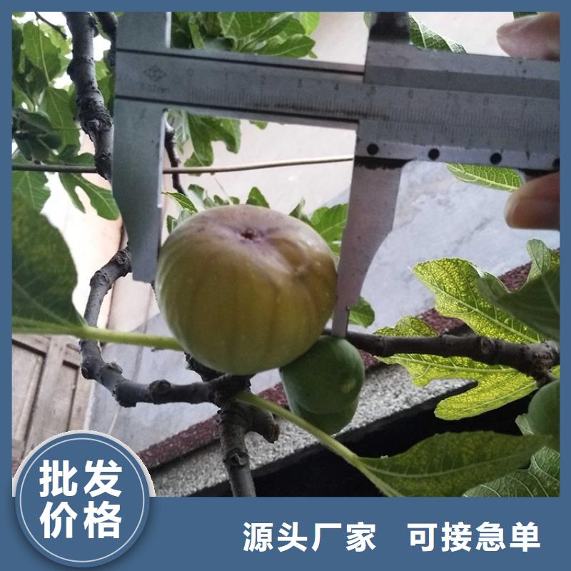 【无花果】苹果苗买的是放心