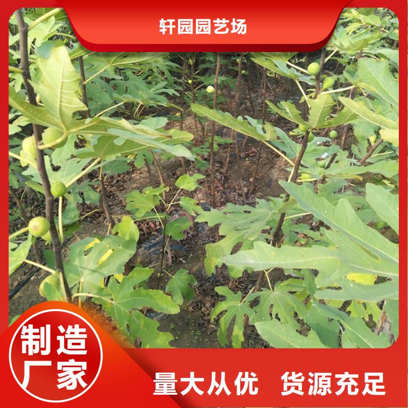 【无花果】桃树苗有实力有经验