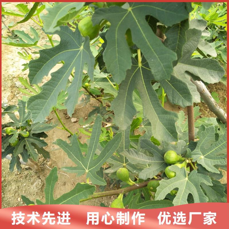 无花果【樱桃苗】好货直销