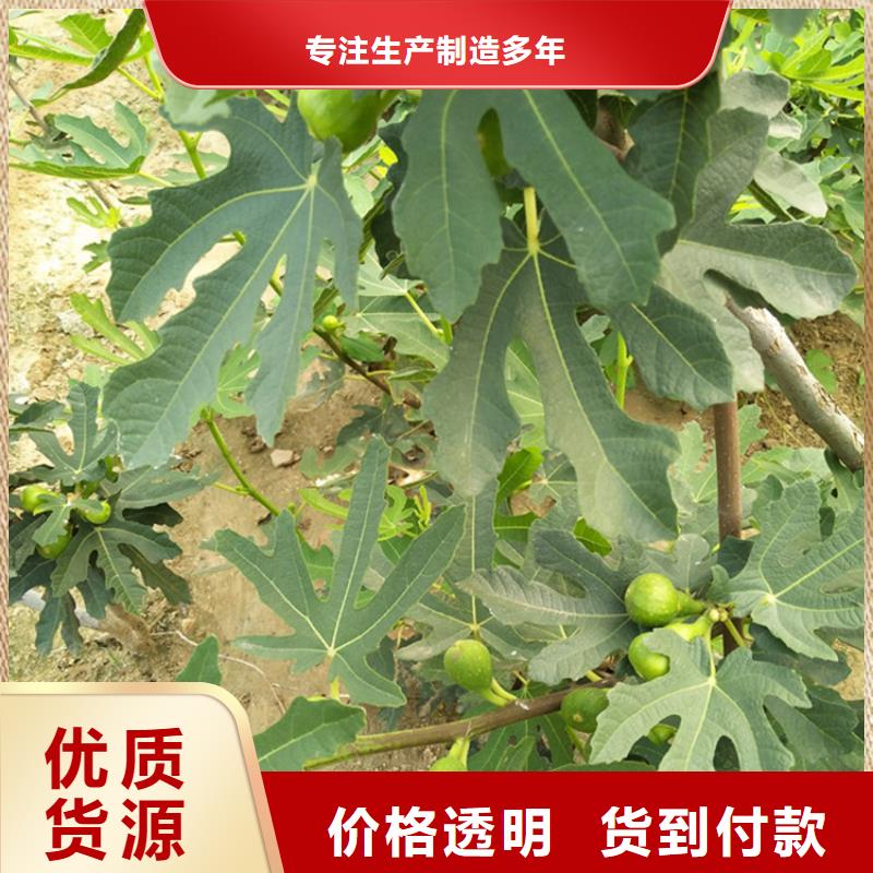 无花果北美冬青价格公道合理