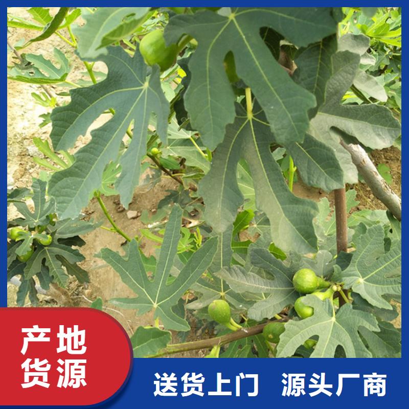 【无花果草莓苗用心提升细节】