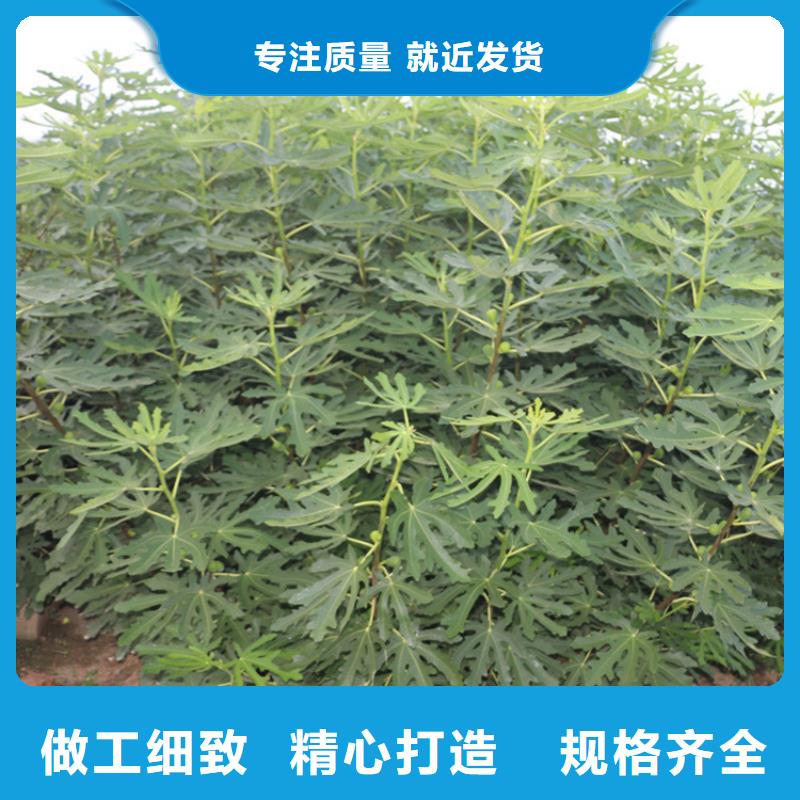 无花果桃树苗老品牌厂家