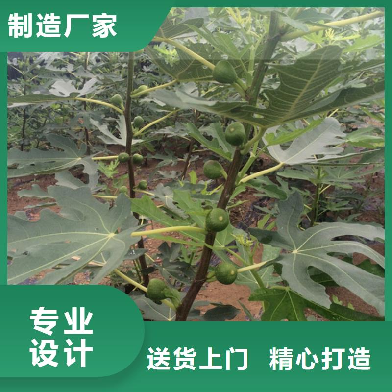 无花果樱桃苗质量上乘