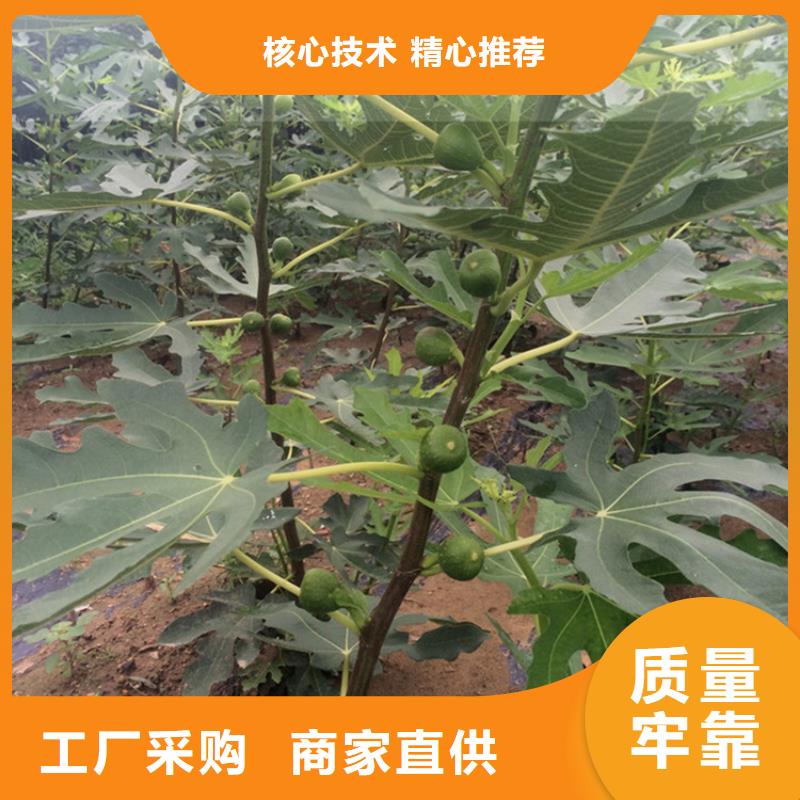 无花果苹果苗诚信商家