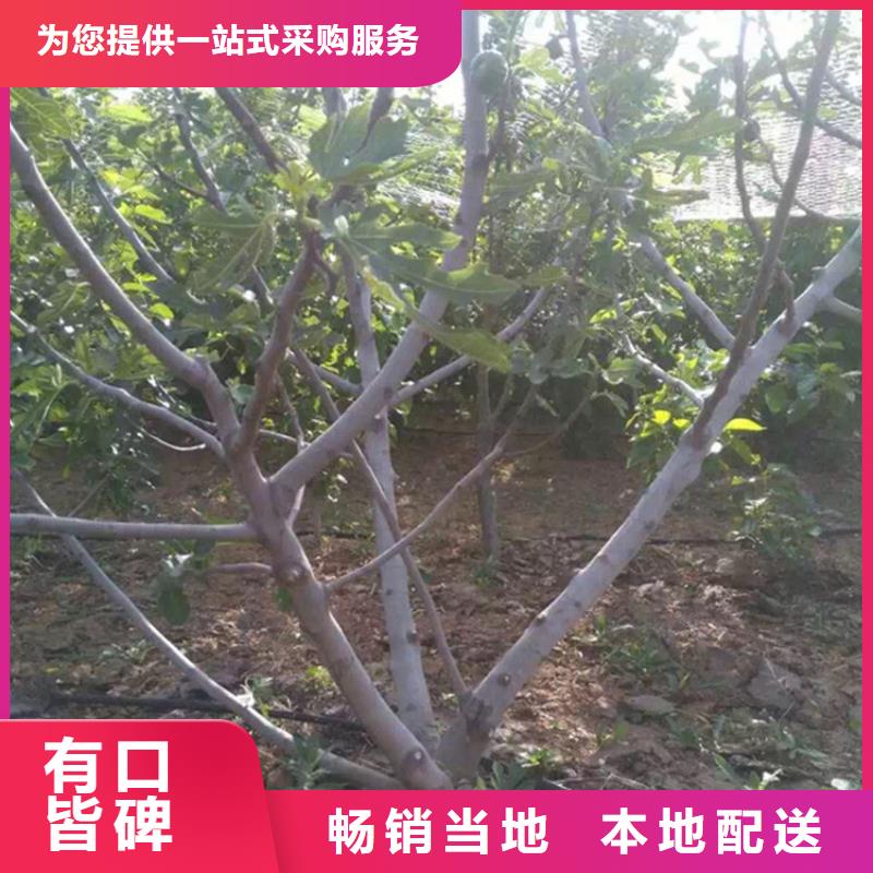 无花果樱桃苗质量上乘