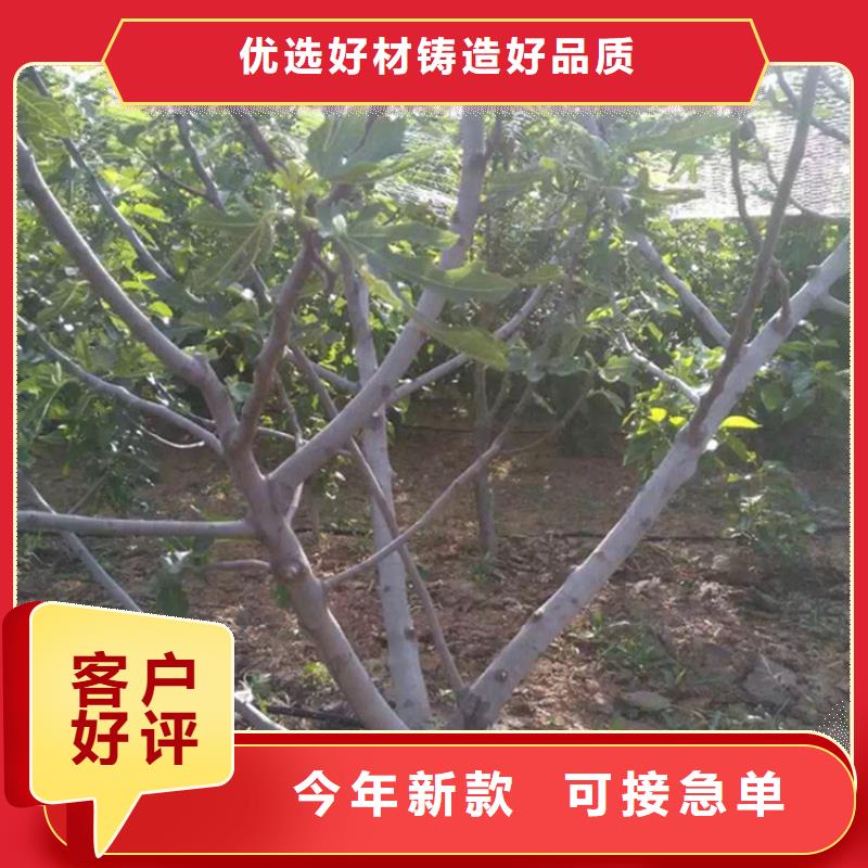 无花果【苹果苗】满足客户所需