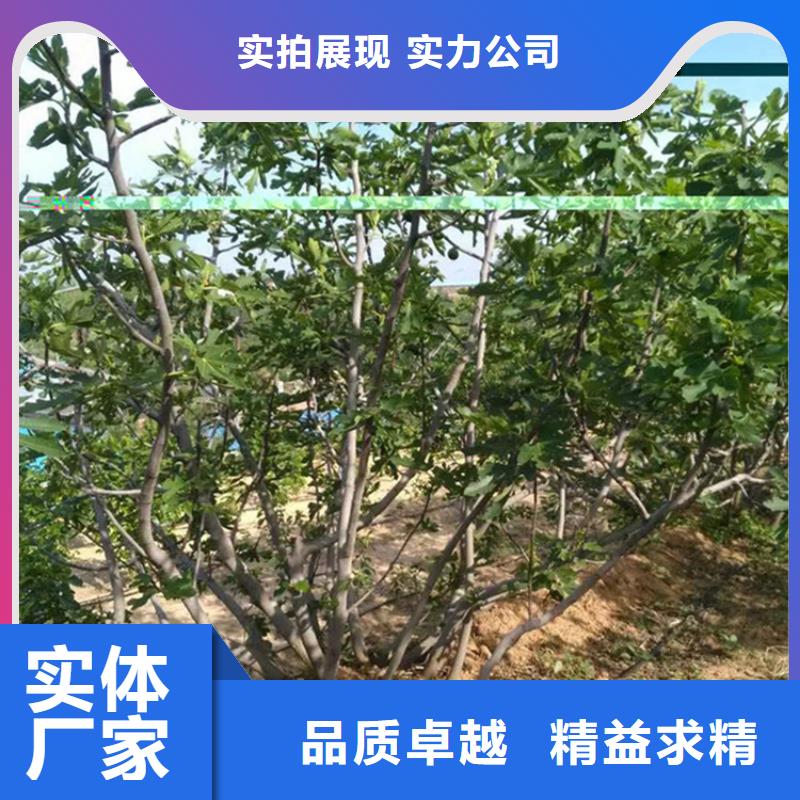 【无花果】苹果苗买的是放心