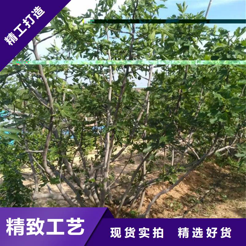 无花果_苹果苗厂诚信经营