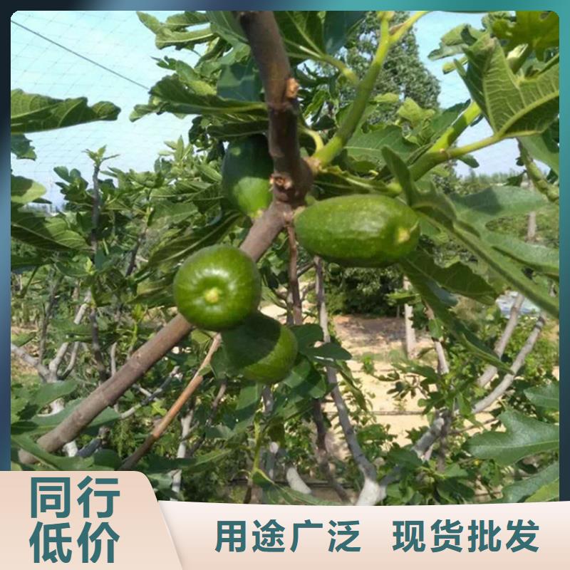 无花果_苹果苗厂诚信经营