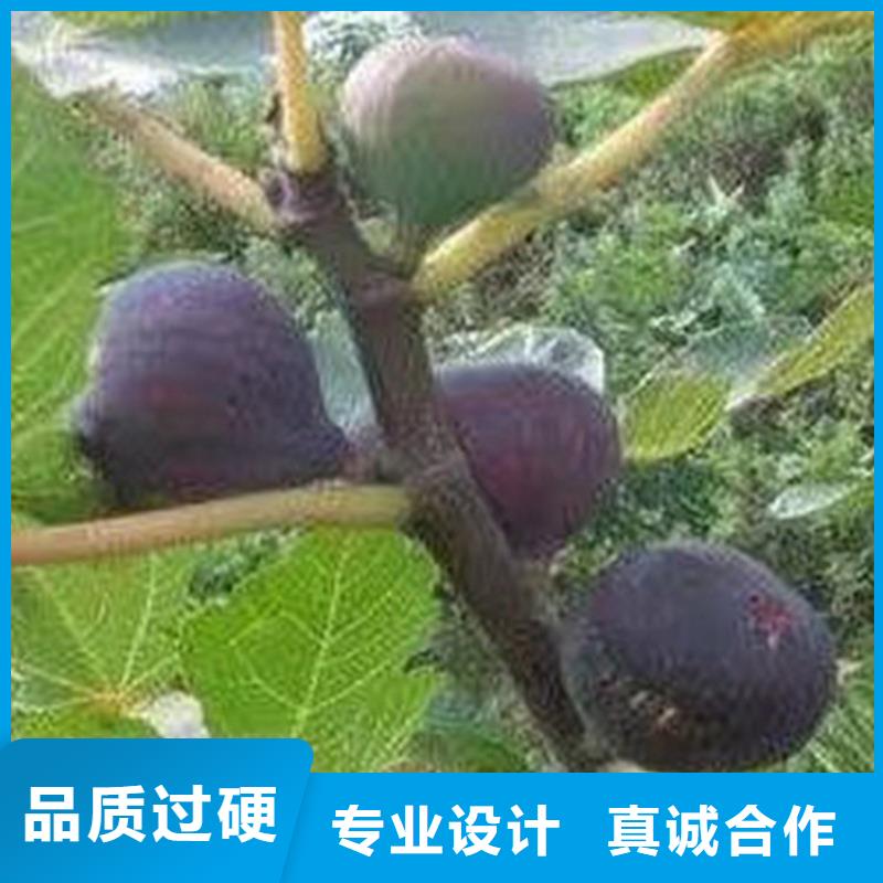 无花果梨树苗使用寿命长久