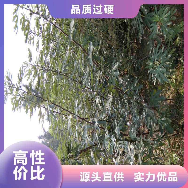 【无花果草莓苗用心提升细节】