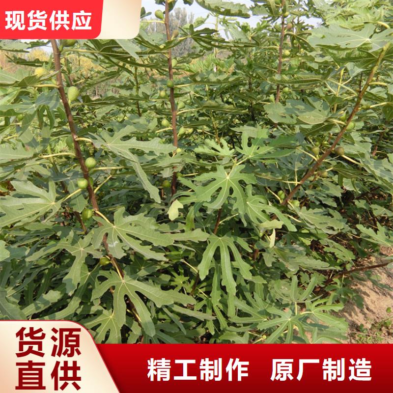 无花果板栗苗多年实力厂家