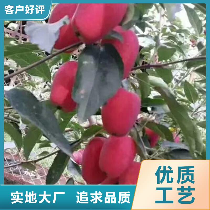 【苹果】,苹果苗厂家经验丰富