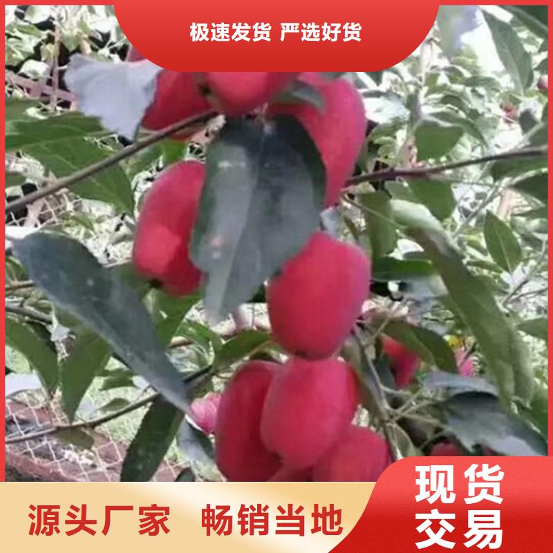 苹果苹果苗工厂批发