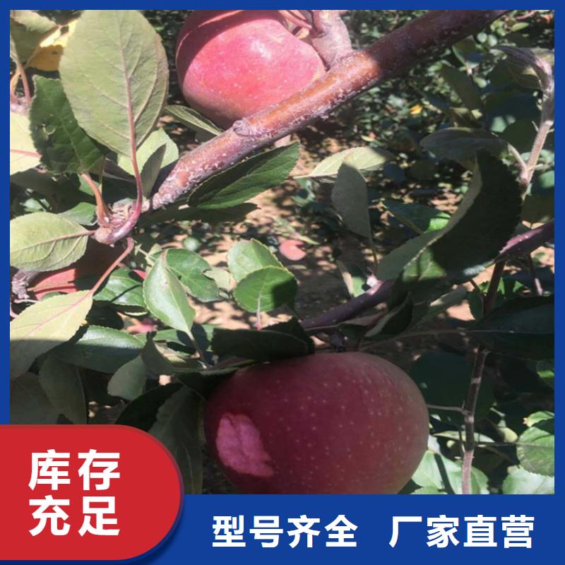 【苹果苹果苗好货采购】