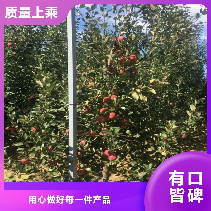 【苹果】樱桃苗放心选购