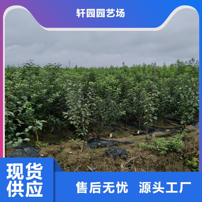 苹果【樱桃苗】好品质用的放心