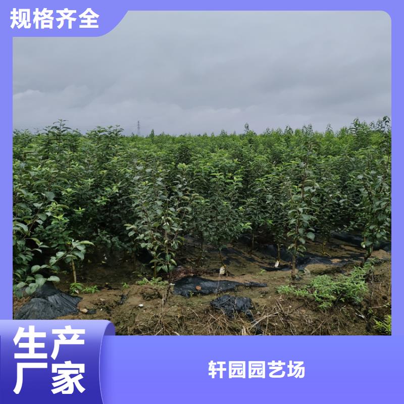 苹果,【樱桃苗】专业供货品质管控