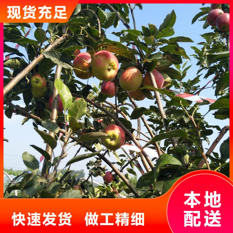 苹果,【樱桃苗】严选用料